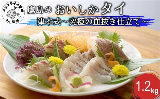 ～津本式・究極の血抜き仕立て～おいしかタイ1.2kg( 松浦 養殖 真鯛 長期熟成 津本式 究極の血抜き 保栄水産 )【096-0006】