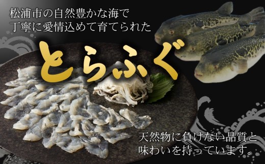 漁協直送！贅沢に刺身を味わう　とらふぐ刺身とちり鍋セット2〜4人前( とらふぐ トラフグ ふぐ フグ 河豚 刺身 ふぐ刺し フグ刺し 鍋 ちり鍋 ふぐちり 直送 松浦市 )【D5-011】