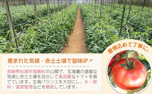 訳あり！ご家庭用に大活躍　夢追うフルティカトマト1.5kg( トマト とまと ジューシー リコピン 期間限定 松浦市 松浦産 フルティカトマト )【A6-033】