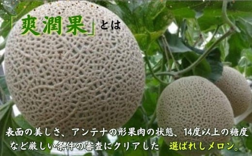 松浦アールスメロン「爽潤果(そうじゅんか)」1玉( メロン アールスメロン ブランド 人気 甘い 美味しい おいしい ギフト 期間限定 糖度14度以上 濃厚 芳醇 松浦 松浦市 長崎 長崎県 )【A9-077】