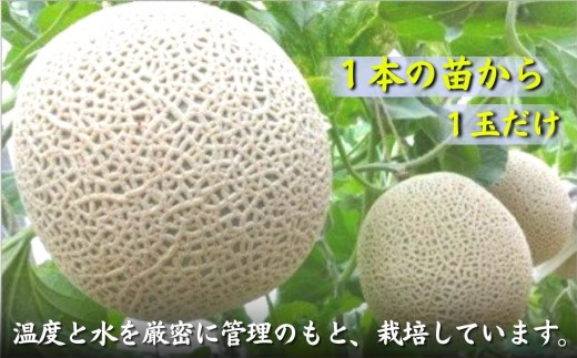 松浦アールスメロン「爽潤果(そうじゅんか)」2玉( メロン アールスメロン ブランド 人気 甘い 美味しい おいしい ギフト 期間限定 糖度14度以上 濃厚 芳醇 松浦 松浦市 長崎 長崎県 )【B5-135】
