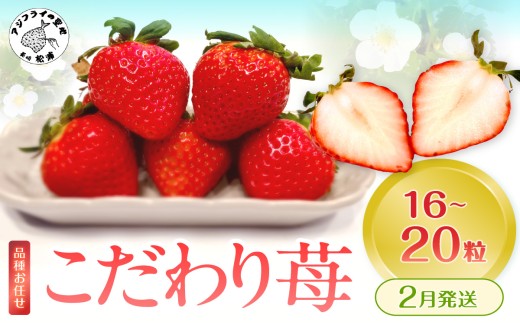 こだわり苺 品種お任せ小箱8粒～10粒×2パック(2月発送)( いちご 苺 イチゴ 紅ほっぺ かおり野 さがほのか 恋みのり 果物 フルーツ )【144-0001-02M】