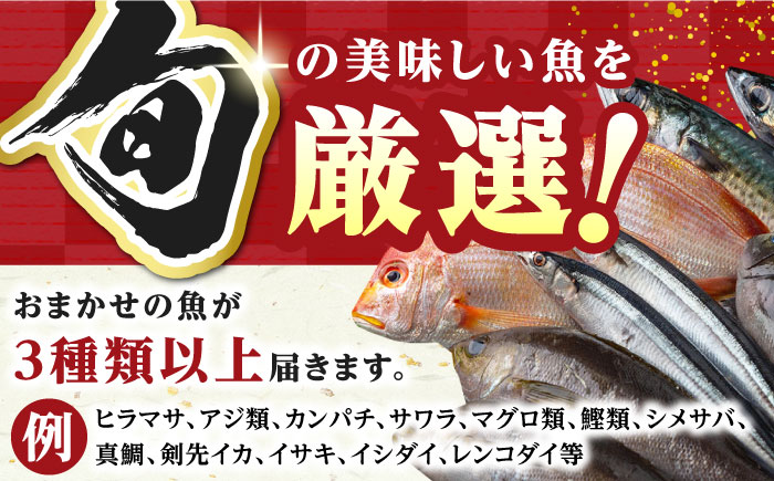 対馬 イカ 姿造り と 刺身 の セット 【真心水産】《対馬市》新鮮 海鮮 いか 冷凍 刺身 ケンサキイカ 島魚 海鮮丼 手巻き寿司 [WAK011]