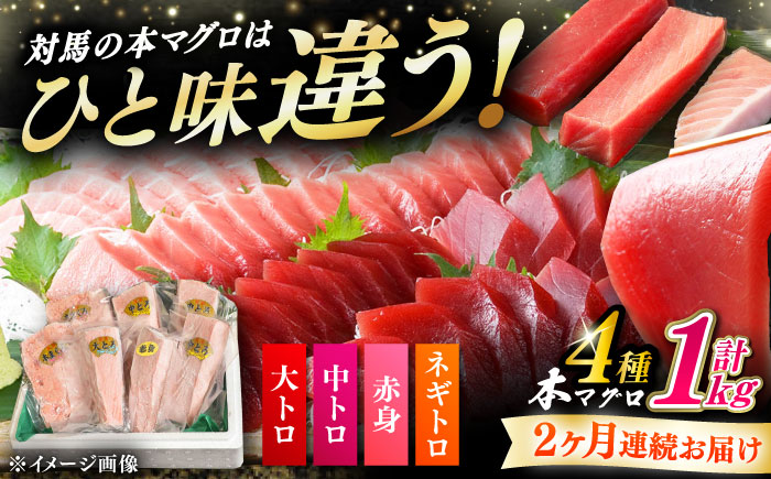 【全2回定期便】対馬産 本マグロ 4種 計1kg（赤身/中トロ/大トロ/ネギトロ）《対馬市》【対海】 新鮮 マグロ 鮪 本鮪 赤身 中トロ 大トロ ネギトロ 海鮮 冷凍 [WAH030]