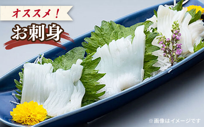 剣先イカ 750g(約6〜8本) セット【丸徳水産】《対馬市》鮮度抜群 新鮮 ケンサキイカ シロイカ 下処理済 刺身 BBQ 惣菜 天ぷら フライ 海鮮 [WAE012]
