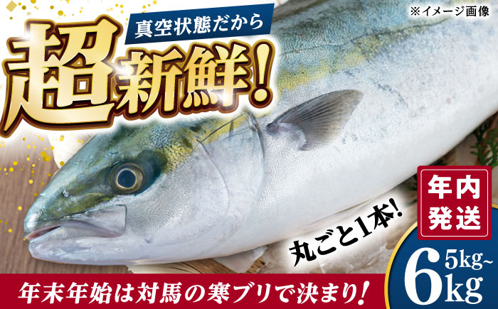  【12/29発送】真空！寒ブリ（5kg〜6kg）《対馬市》【対馬新鮮組】 ぶり ブリ 鰤 ぶりしゃぶ しゃぶしゃぶ 刺身 鮮魚 海鮮 魚 対馬 長崎 国産 新鮮 冷蔵 鍋 海鮮鍋 年末 正月 年内発送 年内配送 年末配送 時間指定 [WCS008]