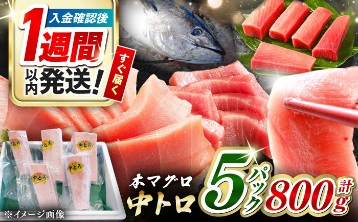 【1週間以内発送】対馬産 養殖 本マグロ 中トロ 800ｇ(5パック)《対馬市》【対海】 マグロ 鮪 まぐろ 本鮪 中とろ [WAH019] スピード発送 最速発送 最短発送