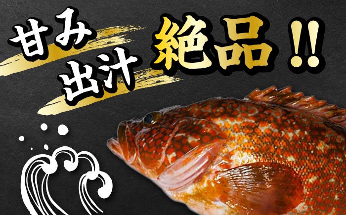 【全12回定期便】【 対馬産 】 アコウ ( キジハタ ) 鍋 セット 500g 《対馬市》【石川水産】 水炊き 高級 鮮度抜群 海鮮 [WAB017]