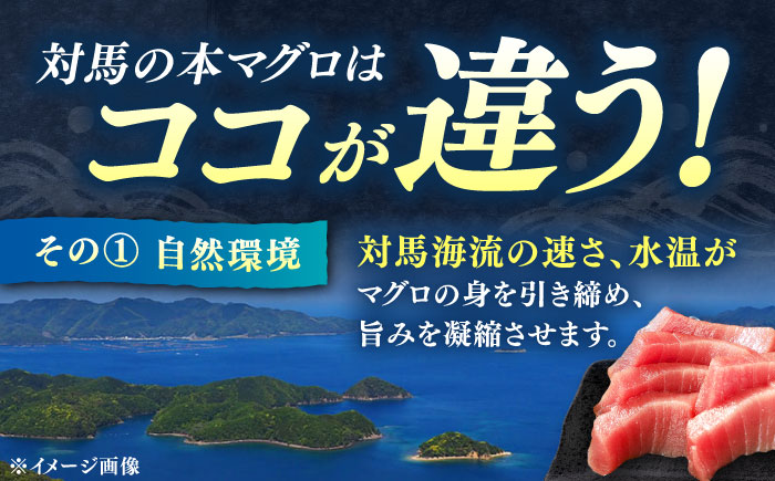 【12月中にお届け】対馬産 養殖 本マグロ 中トロ 1.2kg(8パック)《対馬市》【対海】マグロ 鮪 まぐろ 本鮪 中とろ [WAH020-12]