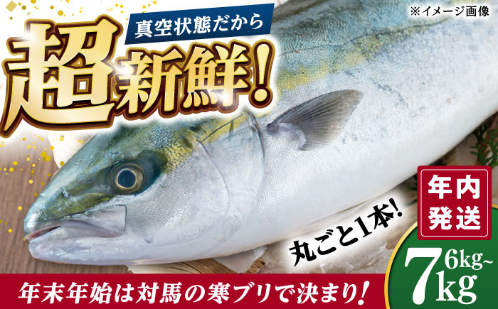 【年内発送】 真空！寒ブリ（6kg〜7kg）《対馬市》【対馬新選組】 冷蔵配送 新鮮 下処理済み 産地直送 ぶり ブリ 鰤 対馬 長崎 国産 [WCS009]