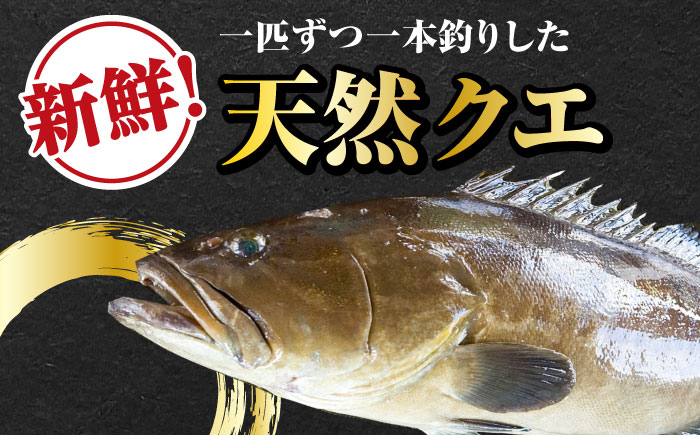 【全12回定期便】【 対馬産 】 天然 クエ 1kg（500g×2）（身のみ）《対馬市》【石川水産】 鍋 水炊き 鮮度抜群 海鮮 [WAB026]