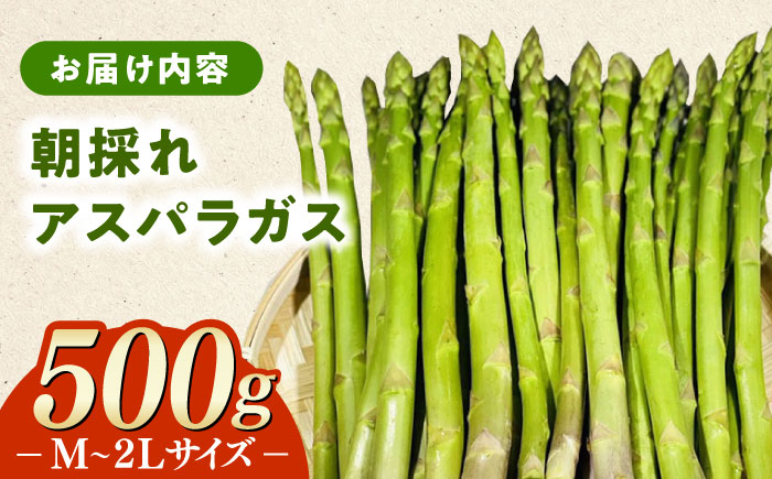 朝採れ アスパラガス 500g 《対馬市》【農家くんのアスパラファーム】 冷蔵 アスパラ とれたて 新鮮 野菜 産地直送 [WCT003]