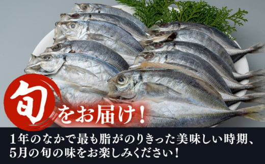 対馬 五月 真あじ 一汐干し 10枚 《 対馬市 》【 うえはら株式会社 】新鮮 アジ 干物 海産物 朝食 冷凍 [WAI009]