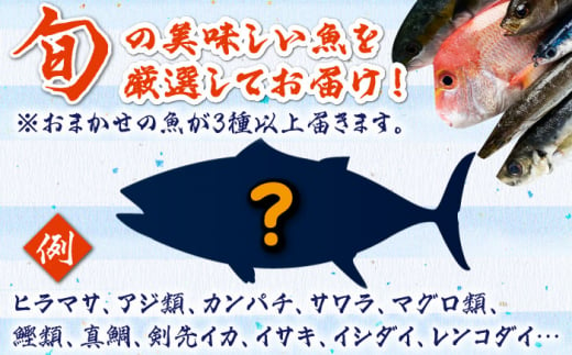 対馬 イカ 姿造り と 刺身 の セット 【真心水産】《対馬市》新鮮 海鮮 いか 冷凍 刺身 ケンサキイカ 島魚 海鮮丼 手巻き寿司 [WAK011]