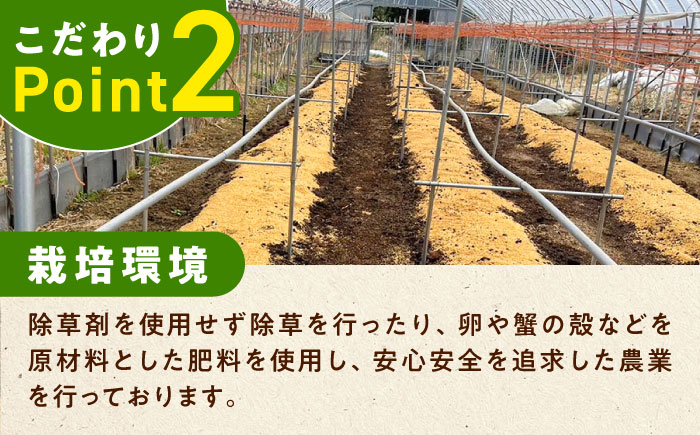 【3月中旬以降順次発送】朝採れアスパラガス１kg 《対馬市》【農家くんのアスパラファーム】  冷蔵 アスパラ とれたて 新鮮 野菜 産地直送 [WCT001]