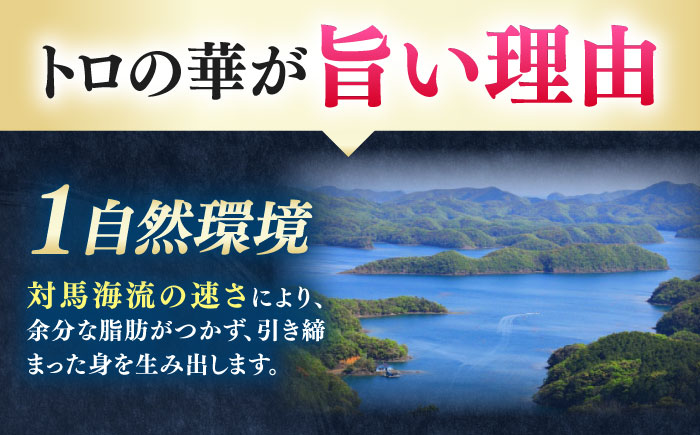 【全3回定期便】対馬産 本マグロ 1kg（赤身500g、中トロ500g） ≪対馬市≫【桐谷商店】 トロの華 対馬 新鮮 マグロ トロ 鮪 刺身 鮮度抜群 [WAQ052]