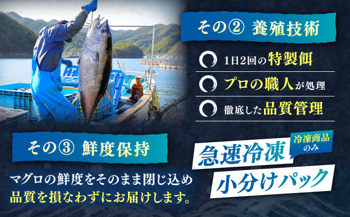 対馬産 生 本マグロ 800g （赤身、中トロ、大トロ）《対馬市》　【対海】 中トロ 大トロ まぐろ マグロ 鮪 [WAH026]