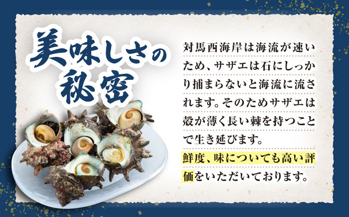 対馬産 活サザエ 3kg《対馬市》【保家商事】さざえ サザエ 刺し身 海鮮 魚貝 貝 海産物 [WAA032]