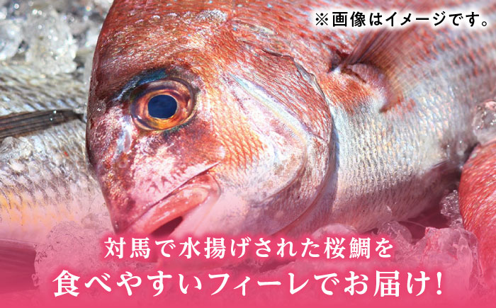 天然 桜鯛 フィーレ 500g 程度 《対馬市》【対馬新鮮組】 下処理済 鯛 真鯛 サクラダイ 新鮮 お祝い 冷凍配送 産地直送 [WCS013]