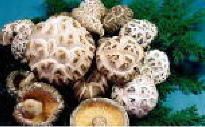 対馬 原木 天白どんこ椎茸 1箱（150g）《対馬市》【うえはら株式会社】 対馬産 肉厚 しいたけ 乾燥 きのこ [WAI119]