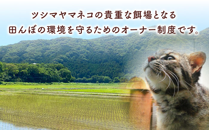 対馬 佐護 ツシマヤマネコ 米 田んぼオーナー1年券【ツシマヤマネコ米15kg付き】（対馬市）【一般社団法人MIT】 米作り体験 田植え 体験 稲刈り 離島 チケット 新米 [WAP026]