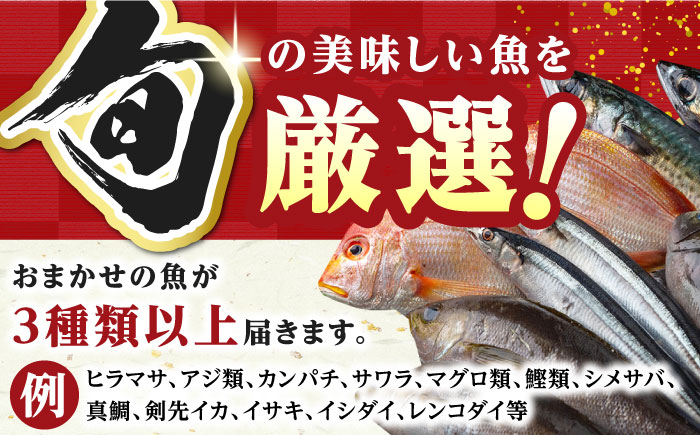 【全6回定期便】対馬 イカ 姿造り と 刺身 の セット 【真心水産】《対馬市》新鮮 海鮮 いか 冷凍 刺身 ケンサキイカ 島魚 海鮮丼 手巻き寿司 [WAK014]