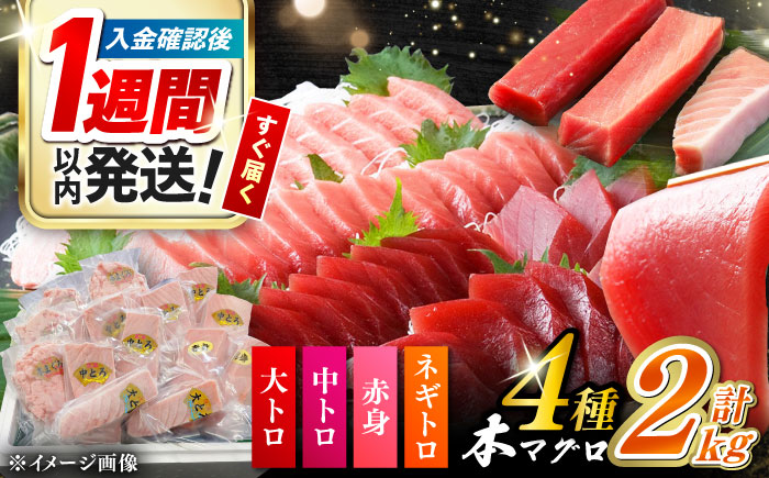 【1週間以内発送】対馬産 本マグロ 4種 計2kg（赤身/中トロ/大トロ/ネギトロ）《対馬市》【対海】 冷凍配送 大容量 新鮮 贈答 贈り物 海鮮丼 手巻き寿司 [WAH027] スピード発送 最速発送 最短発送