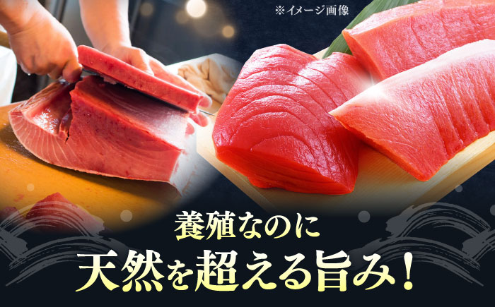 【全2回定期便】対馬産 本マグロ 4種 計1kg（赤身/中トロ/大トロ/ネギトロ）《対馬市》【対海】 新鮮 マグロ 鮪 本鮪 赤身 中トロ 大トロ ネギトロ 海鮮 冷凍 [WAH030]
