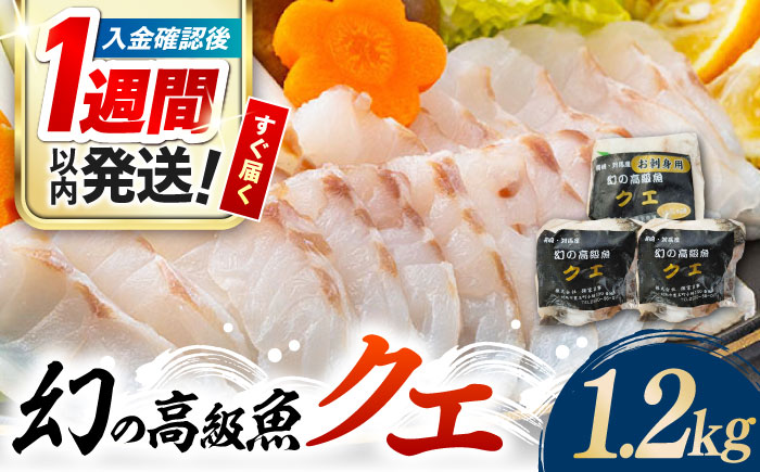 【1週間以内発送】【迷ったらコレ！】対馬産 幻の高級魚 クエ 1.2kg《対馬市》【保家商事】 くえ 高級魚 アラ 魚 クエ 希少 人気 ランキング 冷凍 対馬 長崎 九州 つしま 対馬市 海鮮 魚介 刺身 刺し身 バラエティ しゃぶしゃぶ [WAA014] スピード発送 最速発送 最短発送
