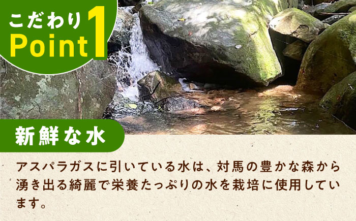 朝採れ アスパラガス 500g 《対馬市》【農家くんのアスパラファーム】 冷蔵 アスパラ とれたて 新鮮 野菜 産地直送 [WCT003]