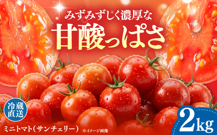 【甘みと酸味の黄金比】 ミニトマト 2kg 《対馬市》【みのり農園】 野菜 とまと [WDC002]