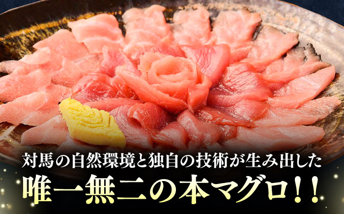 【全12回定期便】対馬産 本マグロ 400g（赤身200g、中トロ200g） ≪対馬市≫【桐谷商店】 トロの華 対馬 新鮮 マグロ 赤身 トロ 鮪 刺身 [WAQ066]