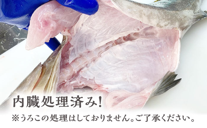 対馬産クエ 丸ごと1匹 2.7kg以上！《対馬市》【エムズスタイル】直送 新鮮 マルモン 刺身 しゃぶしゃぶ 鍋 くえ アラ 高級魚 お祝い プレゼント 還暦 [WCN005]