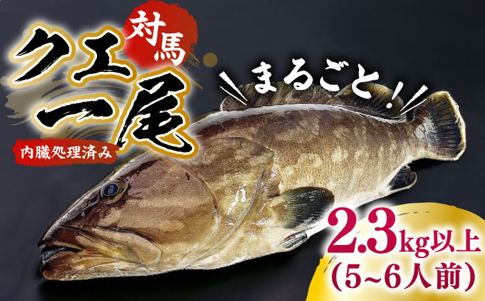 【最速発送】 対馬産クエ 丸ごと1匹 2.7kg以上！《対馬市》【エムズスタイル】直送 新鮮 マルモン 刺身 しゃぶしゃぶ 鍋 くえ アラ 高級魚 お祝い プレゼント 還暦 [WCN005]