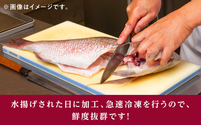 天然 桜鯛 フィーレ 500g 程度 《対馬市》【対馬新鮮組】 下処理済 鯛 真鯛 サクラダイ 新鮮 お祝い 冷凍配送 産地直送 [WCS013]