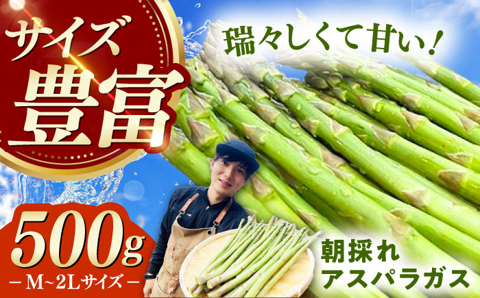 朝採れ アスパラガス 500g 《対馬市》【農家くんのアスパラファーム】 冷蔵 アスパラ とれたて 新鮮 野菜 産地直送 [WCT003]