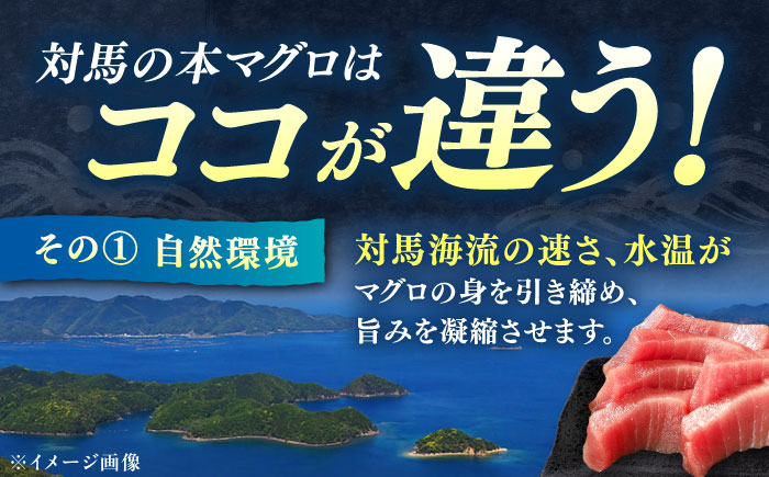 対馬産 本マグロ 4種 計1kg（赤身/中トロ/大トロ/ネギトロ）《対馬市》【対海】[WAH004] マグロ まぐろ 鮪 本鮪 本マグロ 養殖 トロ 中トロ 中とろ 大トロ 大とろ 赤身 ねぎとろ ネギトロ たたき 刺身 冷凍 海鮮 魚 柵 お祝い 贈答