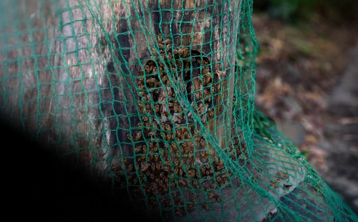 対馬天然和蜂 蜂蜜≪対馬市≫【海風商事】　ハチミツ 蜂蜜 天然 お歳暮 ギフト [WAD052]