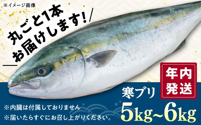 【年内発送】 真空！寒ブリ（5kg〜6kg）《対馬市》【対馬新鮮組】 冷蔵配送 新鮮 下処理済み 産地直送 ぶり ブリ 鰤 対馬 長崎 国産 [WCS008]