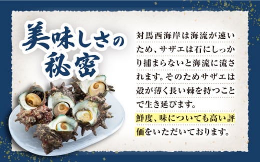 対馬産 活サザエ 2kg《対馬市》【保家商事】 対馬 冷凍 さざえ 貝 魚介 サザエ さしみ 刺し身 お刺し身 贈答 贈り物 ギフト 人気 ランキング 長崎 九州 つしま 対馬市 海鮮 [WAA015]