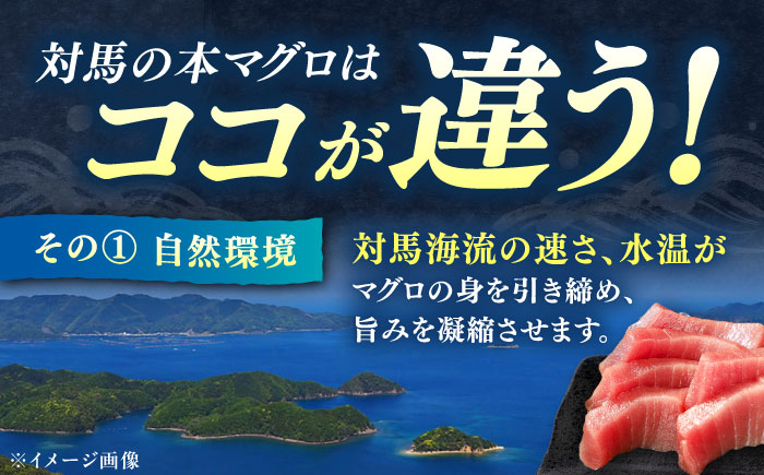 対馬産 本マグロ 4種 計550g（赤身/中トロ/大トロ/ネギトロ）《対馬市》【対海】[WAH003] マグロ まぐろ 鮪 本鮪 本マグロ 養殖 トロ 中トロ 中とろ 大トロ 大とろ 赤身 ねぎとろ ネギトロ たたき 刺身 冷凍 海鮮 魚 柵 お祝い 贈答