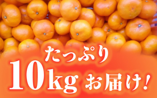 【24年1月限定発送】 対馬 つつ みかん 10kg 《対馬市》【対馬農業協同組合】長崎 豆酘みかん ミカン 柑橘 [WBM005]