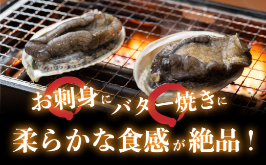 対馬産 養殖 エゾアワビ 310g (3〜9枚)(7.0〜9.5cm)《対馬市》【対馬海洋牧場】 あわび 鮑 [WAR001]