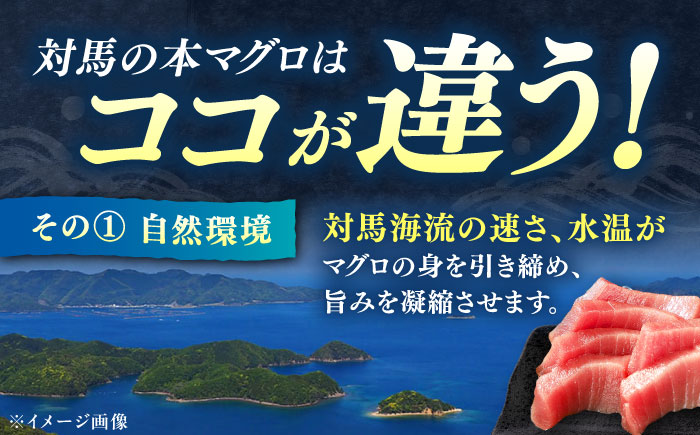 【全12回定期便】本マグロ 中トロ スライス 5P(750g) 《対馬市》【対海】 中とろ まぐろ マグロ 鮪 [WAH047]
