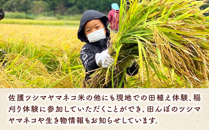 対馬 佐護 ツシマヤマネコ 米 田んぼオーナー1年券【ツシマヤマネコ米15kg付き】（対馬市）【一般社団法人MIT】 米作り体験 田植え 体験 稲刈り 離島 チケット 新米 [WAP026]