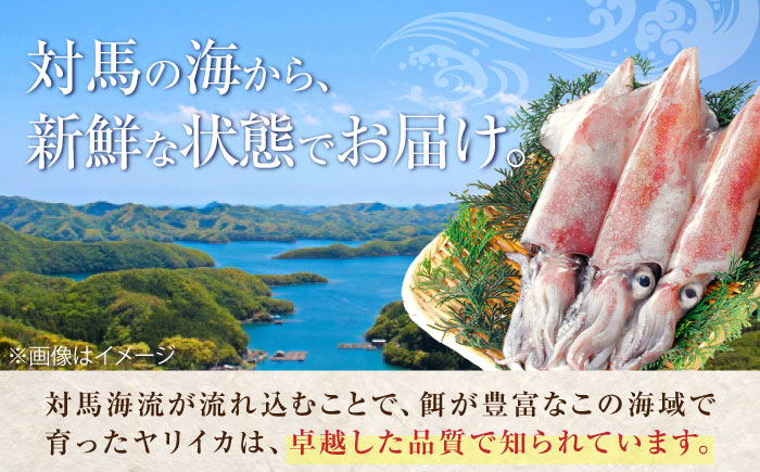 ヤリイカ お刺身用 500g 《対馬市》【海風商事】 小分け 刺身 いか イカ ヤリイカ 新鮮 海鮮 冷凍 [WAD053]