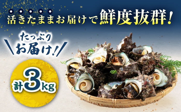 対馬産 活サザエ 3kg《対馬市》【保家商事】さざえ サザエ 刺し身 海鮮 魚貝 貝 海産物 [WAA032]