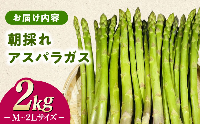 【3月中旬以降順次発送】朝採れアスパラガス2kg 《対馬市》【農家くんのアスパラファーム】  冷蔵 アスパラ とれたて 新鮮 野菜 産地直送 [WCT002]