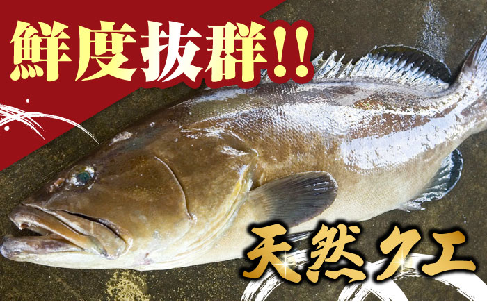 【全3回定期便】 【 対馬産 】 天然 クエ 300g （身のみ）《対馬市》【石川水産】 鍋 水炊き 鮮度抜群 海鮮 [WAB033]