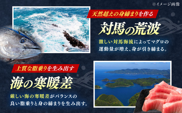 【全2回定期便】対馬産 本マグロ 4種 計1kg（赤身/中トロ/大トロ/ネギトロ）《対馬市》【対海】 新鮮 マグロ 鮪 本鮪 赤身 中トロ 大トロ ネギトロ 海鮮 冷凍 [WAH030]